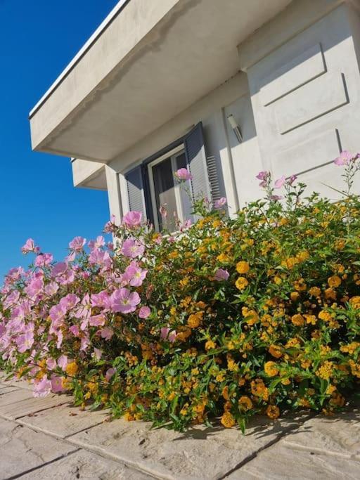 Gramp House Casa Vacanze Cellole Exterior photo